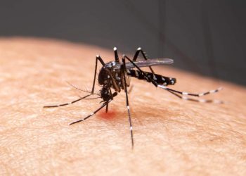 As maiores taxas de incidência de casos de dengue são registradas nos estados do Distrito Federal, Acre e Minas Gerais.