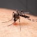 As maiores taxas de incidência de casos de dengue são registradas nos estados do Distrito Federal, Acre e Minas Gerais.