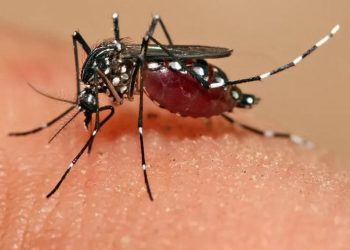 O Brasil está se aproximando da marca de 1 milhão de casos suspeitos de dengue.