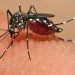 O Brasil está se aproximando da marca de 1 milhão de casos suspeitos de dengue.