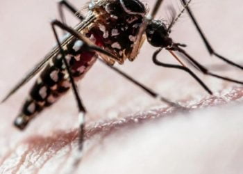 O número de municípios em epidemia de dengue na Bahia aumenta para 175.