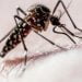 O número de municípios em epidemia de dengue na Bahia aumenta para 175.