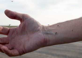 Ministério da Saúde confirma duas mortes por oropouche