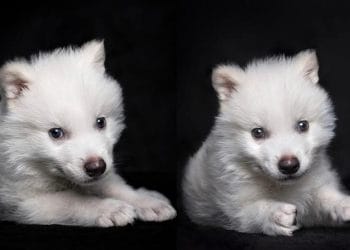 Estamos revivendo espécies extintas? O que está por trás do lobo-terrível