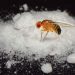 Por que Cientistas Estão Dando Cocaína para Moscas?
