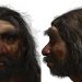 Crânio de 146 mil anos revela segredos do enigmático Homem-Dragão
